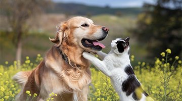 Pet